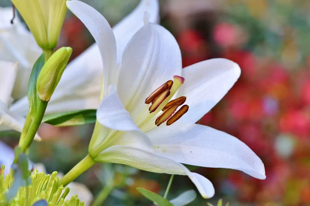 General Flower Care from a Leading Florist in Newry